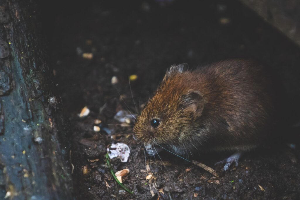 Die Ratte als Pestsymbol